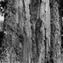 Norway Spruce Bark