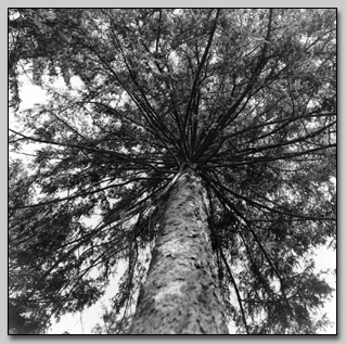 Norway Spruce