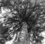 Norway Spruce