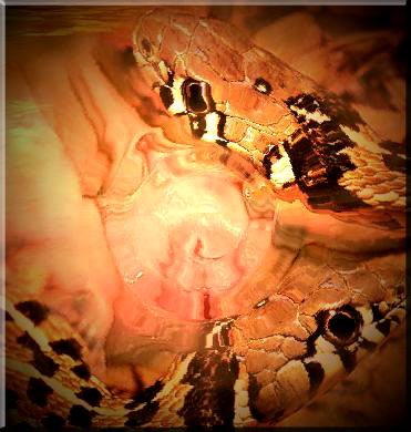 Cobra Charming Creamy Striped Womyn