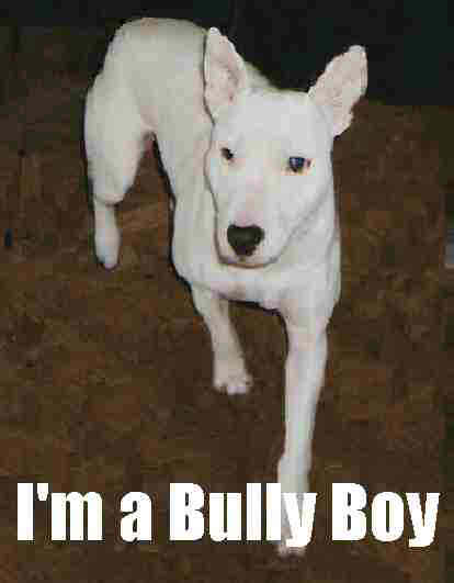 Bully Boy keyring, reverse says "Bullies need loving too" �2.50 inc p+p