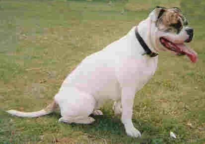 Empire Bulldog female