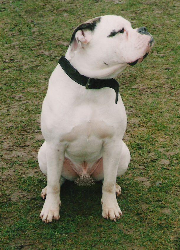 A good specimen of a Nero bulldog