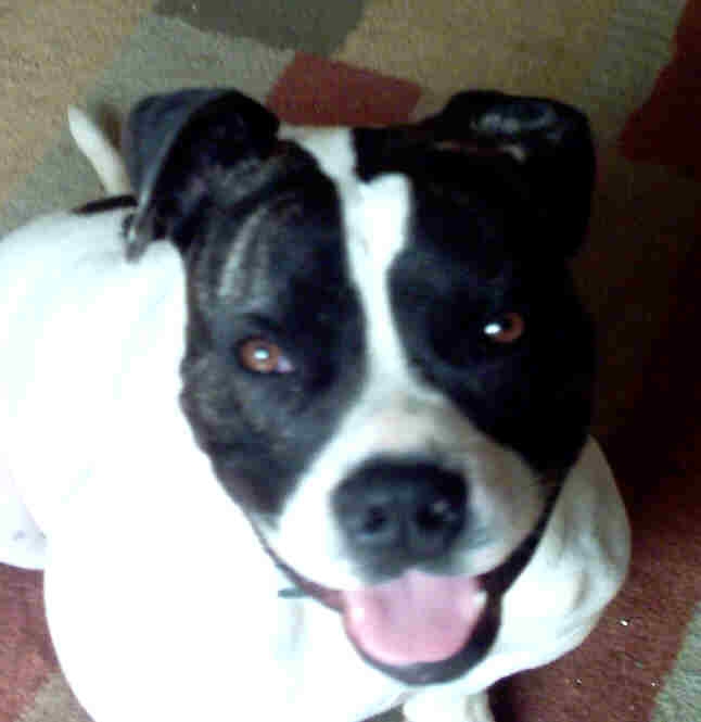 Some of our models are rescue dogs