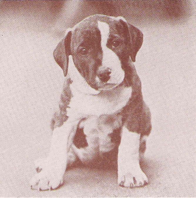 8X10 staff pup/s 1934 supplied matted �3.50 p+p inc or unmatted �2.50 p+p inc