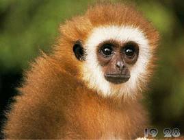 http://i1-win.softpedia-static.com/screenshots/Monkeys-Free-Screensaver_1.jpg