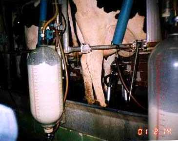 Milk jar.