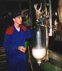 Mark milking the cows.
