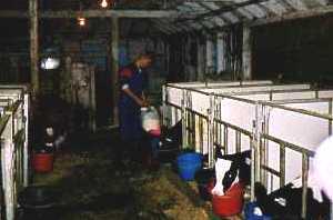 Trevor feeding the calves.