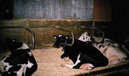 Cows at rest.