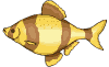Collection of links regarding all Cyclades