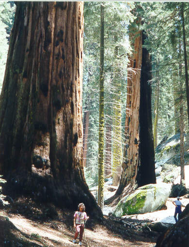 SEQUOIA_Tree.jpg (55737 bytes)