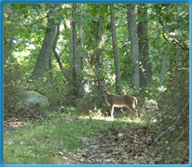 Oh, Deer!