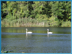 Swan Lake