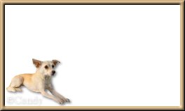Chihuaua