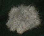Quadrotriticale
