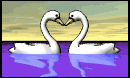swan