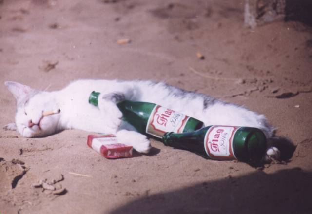 I know what you're thinking.&nbsp; I'm just to drunk to do anything about it.