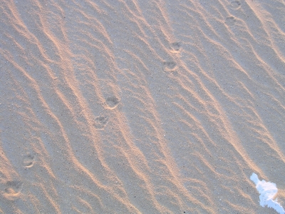 Spuren im Sand