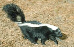 Skunk