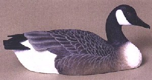 Canada Goose