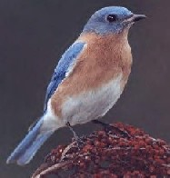 Bluebird