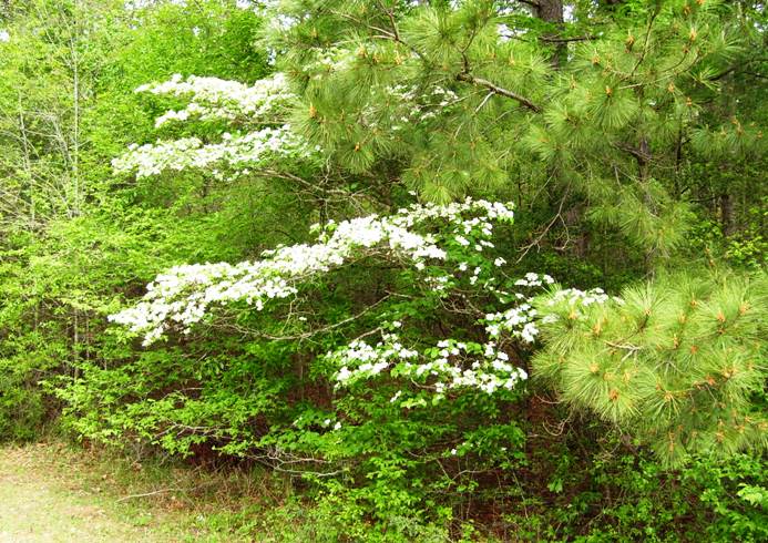 Dogwood Tree
