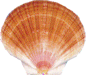 Pectin Seashell