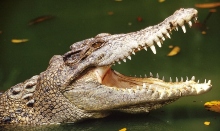 Cozumel Crocodile