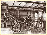 Hadrosaurus