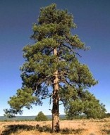 Ponderosa Pine