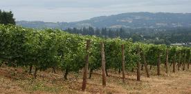 Willamette Vineyard