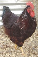Rhode Island Red