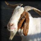 Billy Goat