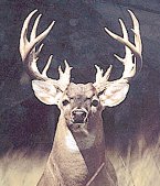 Whitetail Deer