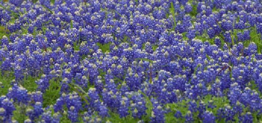 Bluebonnets