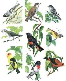 Birds