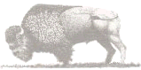 Buffalo