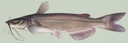 Catfish