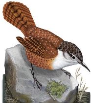Canyon Wren