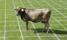 Cow Patty Bingo