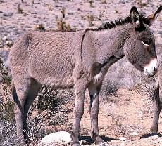 Displaced Donkey