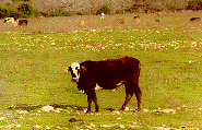 Edwards Plateau
