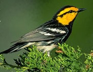 Golden-Cheeked Warbler