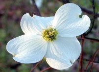 Dogwood Flower