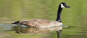 Goose In Creek