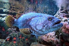 Queensland grouper