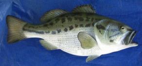 Largemouth Bass