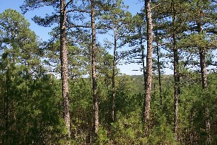 Loblolly Pines