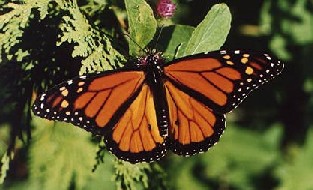 Monarch Butterfly